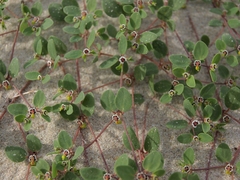 Euphorbia vizcainensis