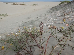 Eulobus crassifolius