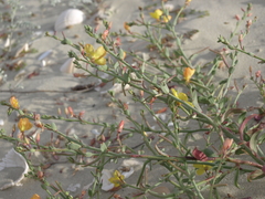Eulobus crassifolius