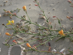Eulobus crassifolius