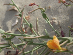 Eulobus crassifolius