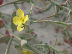 Eulobus crassifolius
