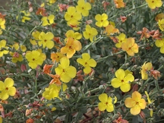 Eulobus crassifolius