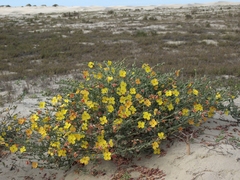 Eulobus crassifolius