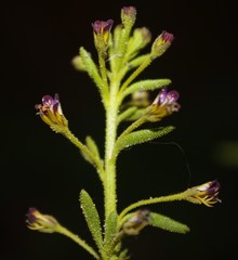 Cleome arabica