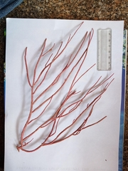 Pseudopterogorgia fredericki