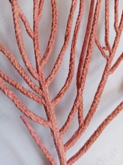 Pseudopterogorgia fredericki