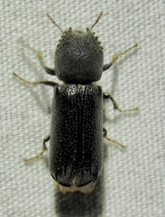 Xylobiops sextuberculatus