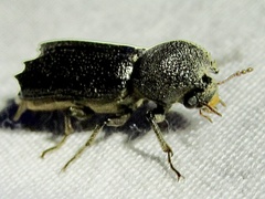 Xylobiops sextuberculatus