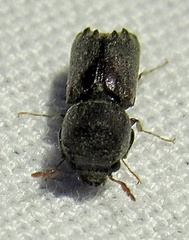 Xylobiops sextuberculatus