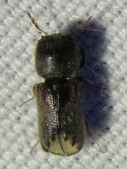 Xylobiops sextuberculatus