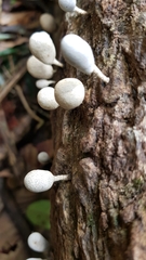 Xylaria fockei