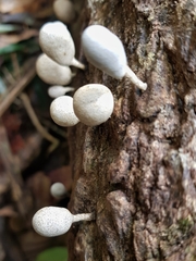 Xylaria fockei