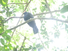 Musophaga rossae