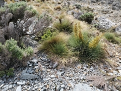 Aciphylla squarrosa squarrosa