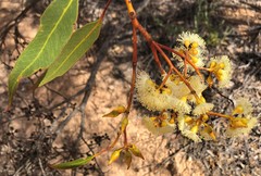 Eucalyptus socialis