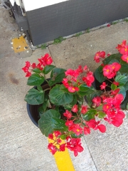 Begonia cucullata hookeri