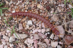 Scolopendra alternans