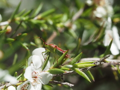Pseudopantilius australis