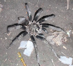 Phormictopus cancerides
