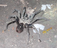 Phormictopus cancerides