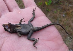 Anolis armouri