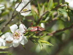 Pseudopantilius australis