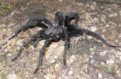 Phormictopus cancerides