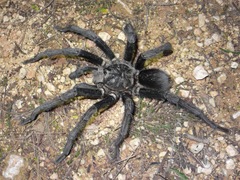 Phormictopus cancerides