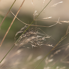 Austrostipa acrociliata