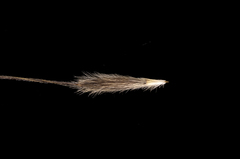 Austrostipa acrociliata