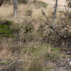 Austrostipa acrociliata