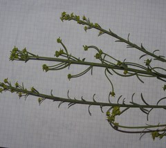 Euphorbia guyoniana image