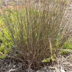 Austrostipa acrociliata