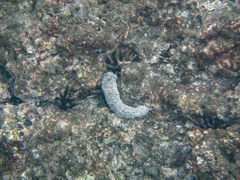 Holothuria atra