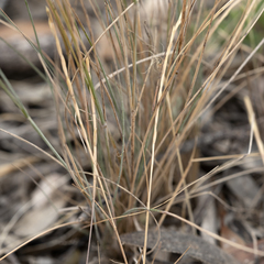 Austrostipa puberula