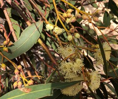 Eucalyptus socialis