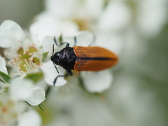 Castiarina rufipennis