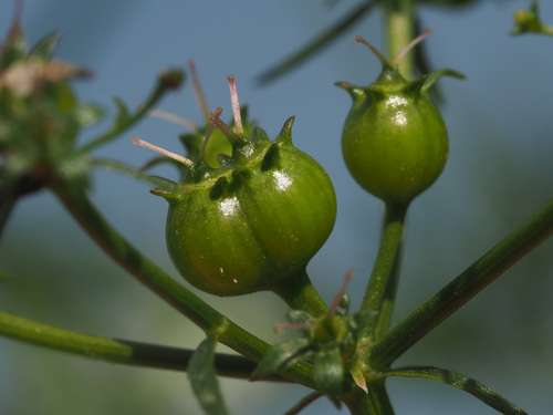 Coriandrum sativum