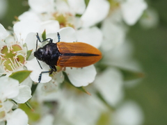 Castiarina rufipennis
