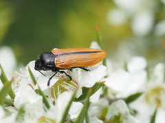 Castiarina rufipennis