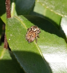 Carrhotus xanthogramma