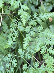 Lygodium microphyllum