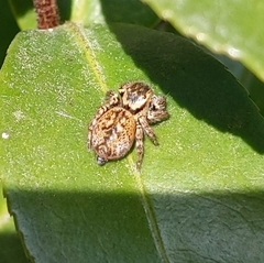 Carrhotus xanthogramma