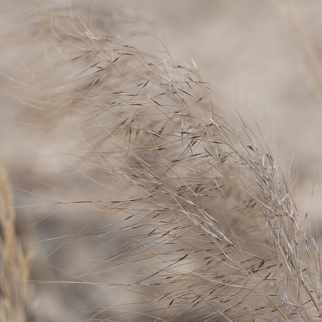 Austrostipa drummondii