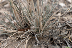 Austrostipa drummondii