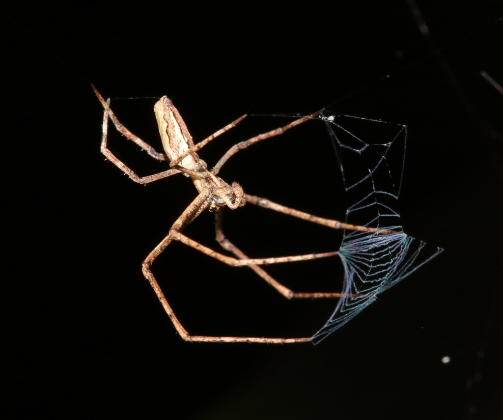 Net-casting Spiders in August 2017 by juliegraham173 · iNaturalist