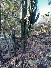 Pachycereus