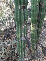 Pachycereus