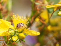 Paropsisterna obliterata